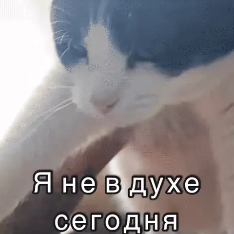 Кот не в духе сегодня