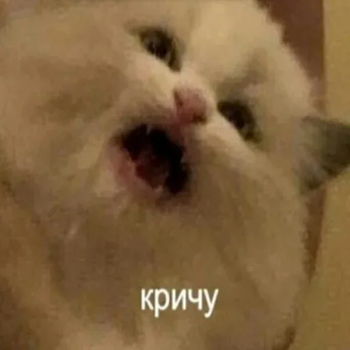 Крупный план морды белого кота с широко открытым ртом — белый пушистый кот