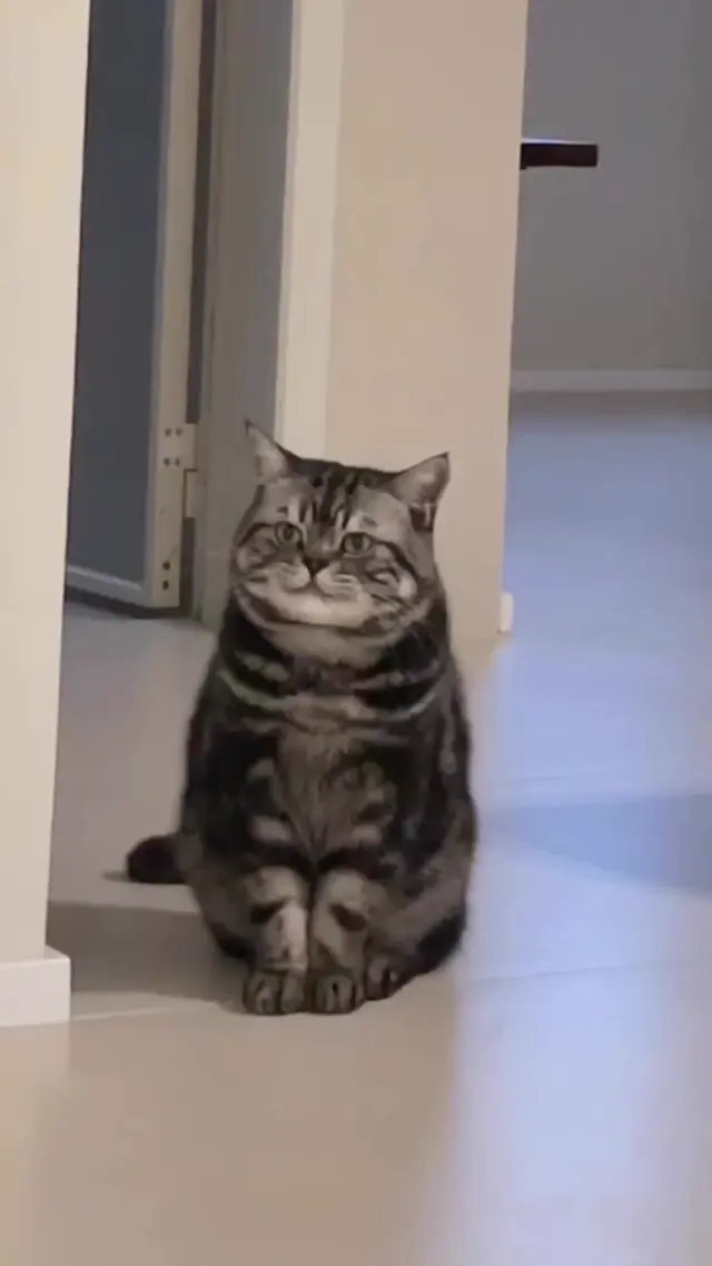 Ухмыляющийся кот подмигивает