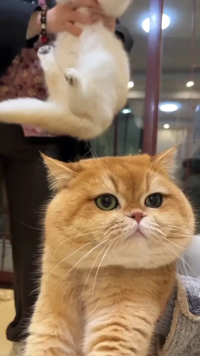 Башня из пушистых котов