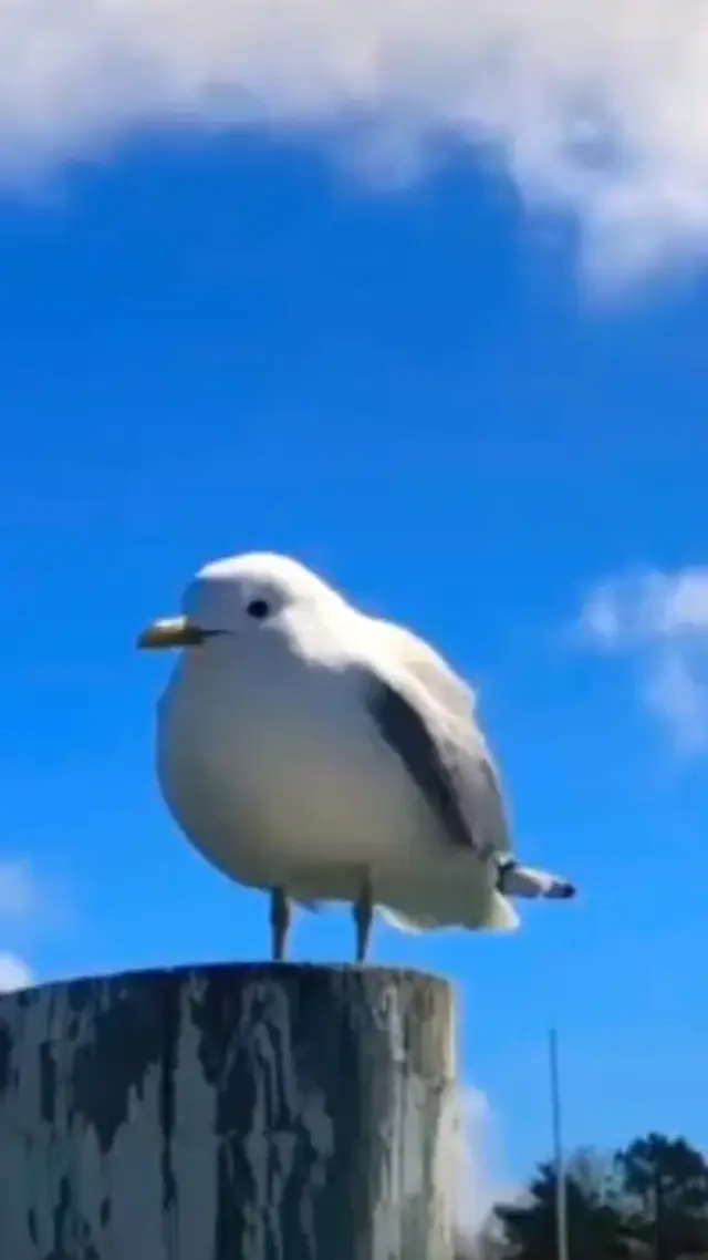 Кричащая чайка
