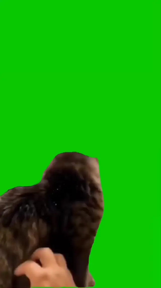 Удивленный кот поворачивается на хромакее