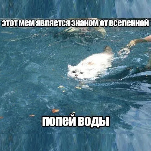 Кот плывет в воде, удерживая голову над поверхностью. — белый пушистый кот