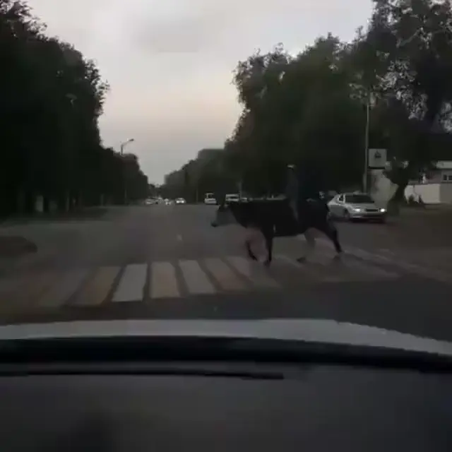 Это Казахстан, детка: верхом на корове