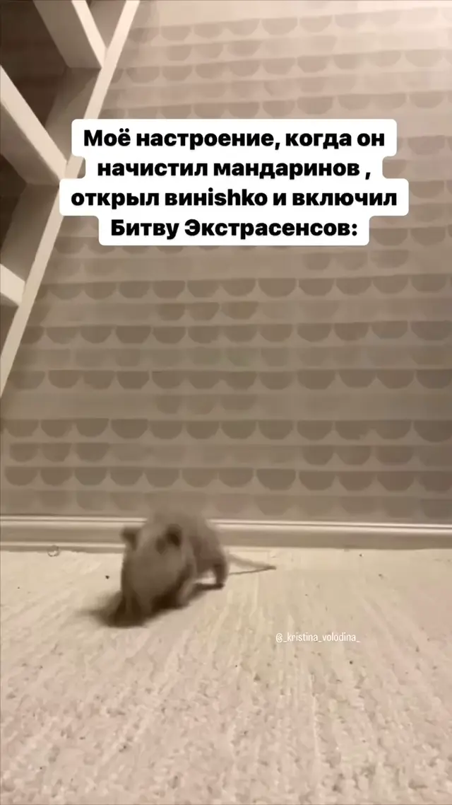 Танцующая крыса под песню Ты морячка, я моряк