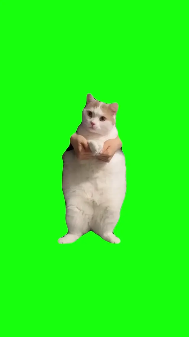 Танцующий кот на хромакее