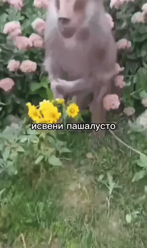 Исвени пашалусто с цветами