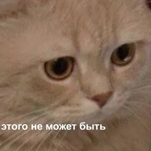 Статичное изображение, кот просто смотрит в объектив. — рыжий кот