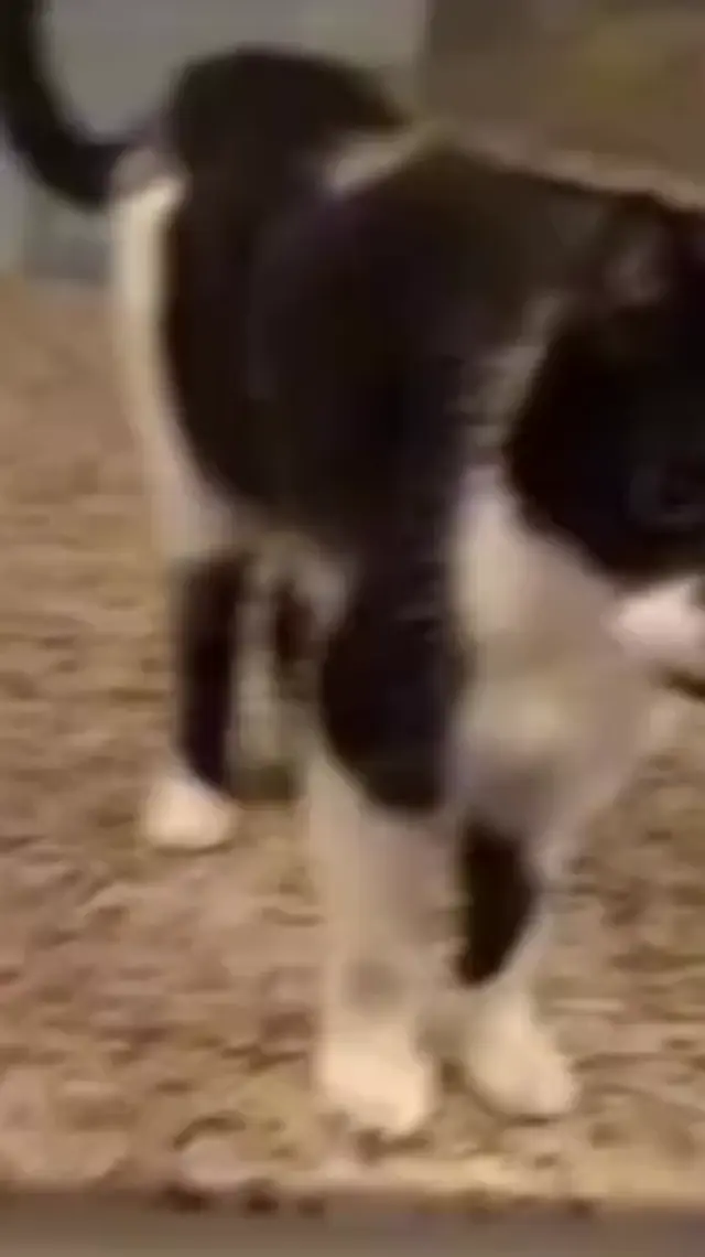 Кот говорит воу воу воу