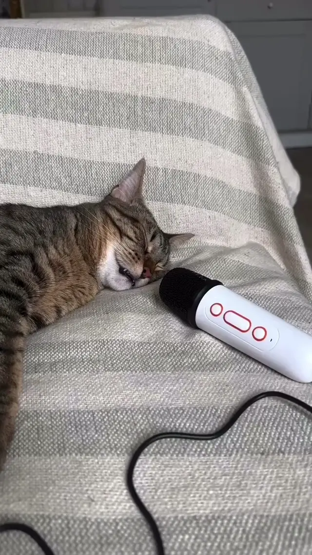 Кот храпит в микрофон