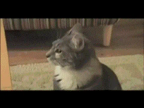 Вьетнамские флешбэки кота