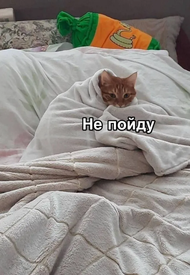 Не пойду кот в одеяле