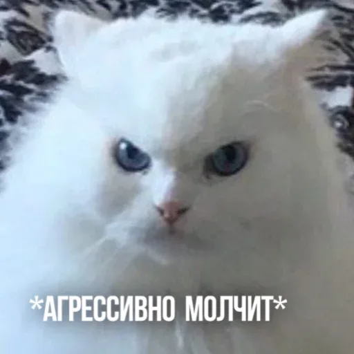 Статичное изображение кота, смотрящего в камеру с выражением крайнего раздражения. — белый пушистый кот