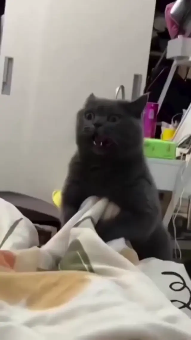 Злодейский смех кота