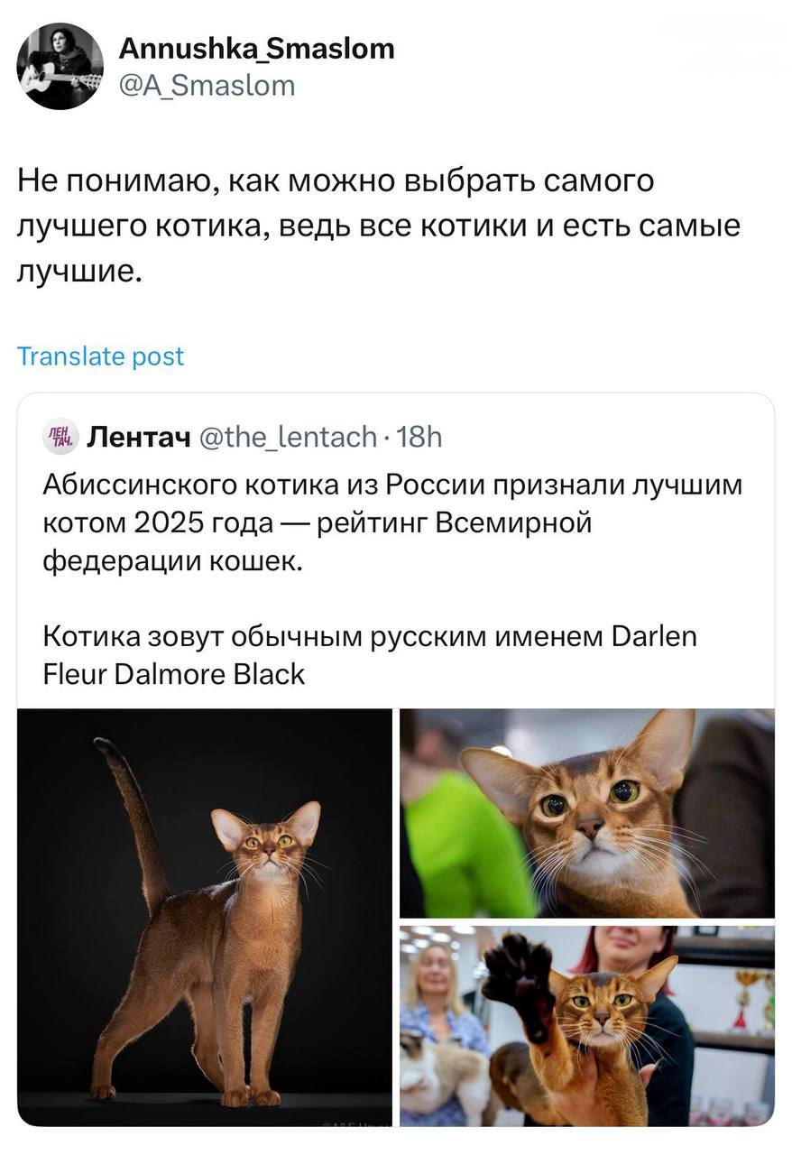 Все котики — самые лучшие