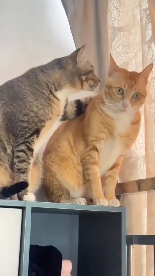 Кот трогает другого кота лапой