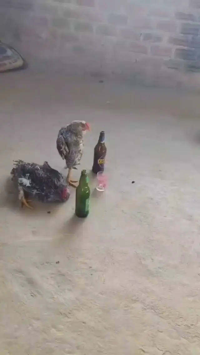 Пьяные курицы и пиво