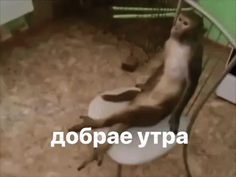Добрае утра с уставшей обезьяной