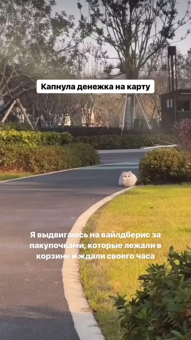 Пушистый кот бежит тратить деньги