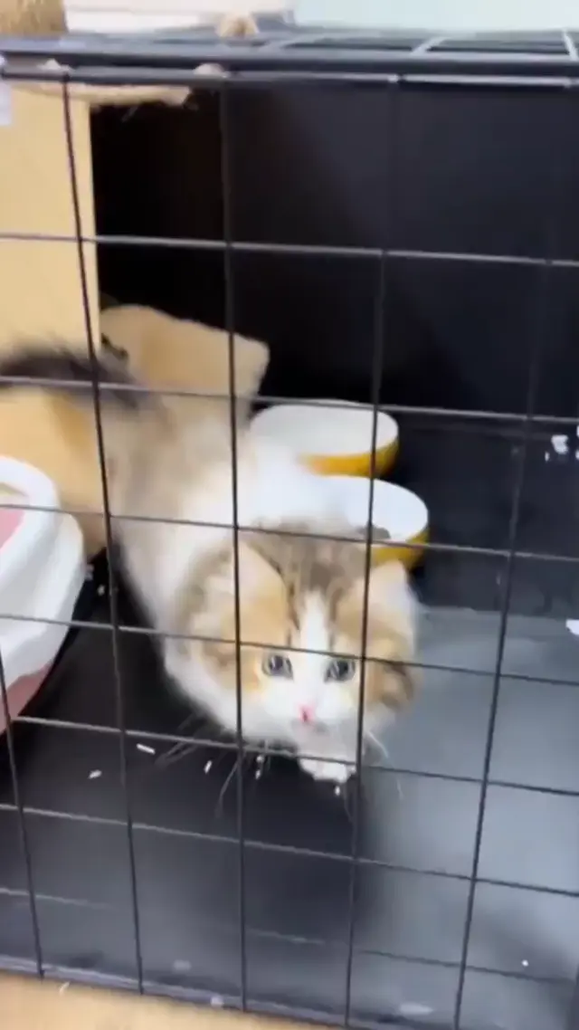 Мяукающий котенок в клетке