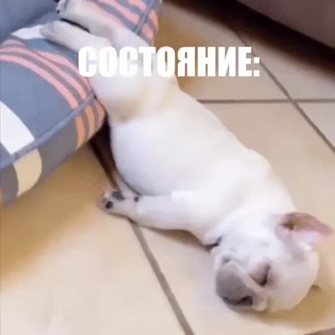 Состояние: спящий щенок