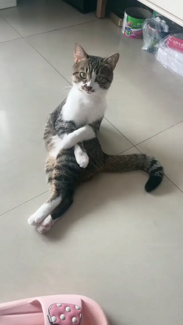Кот сидит в пафосной позе