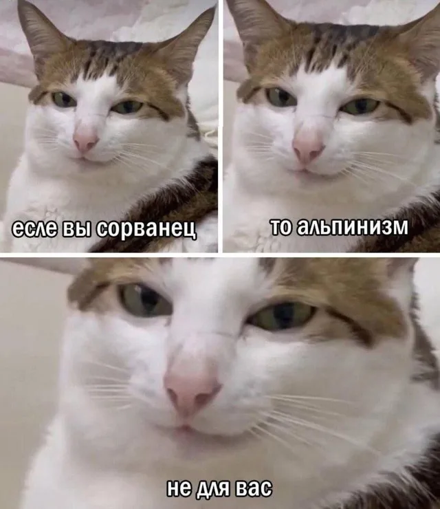 кот смотрит спокойно, затем приближается к камере с выражением отстранённого отрицания — кот с серьёзным выражением лица