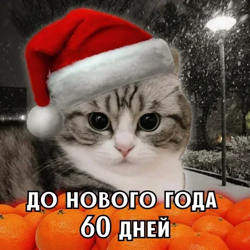 До Нового года осталось 60 дней
