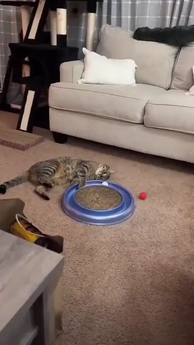 Ленивый кот играет с шариком