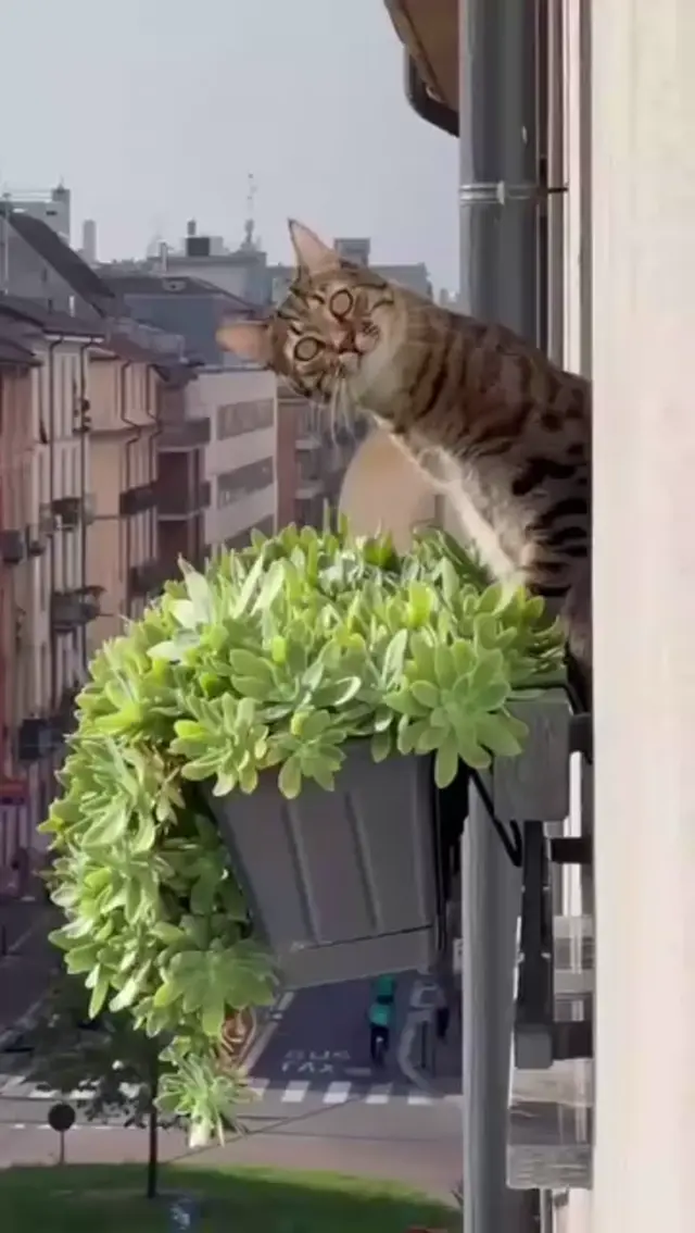 Безумный взгляд кота на балконе