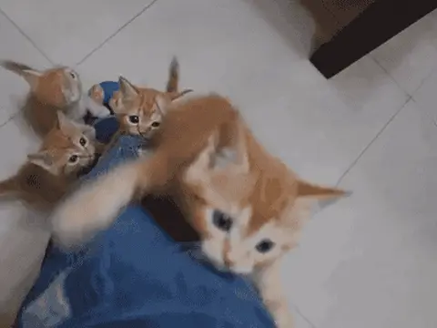 Рыжие котята карабкаются по ноге