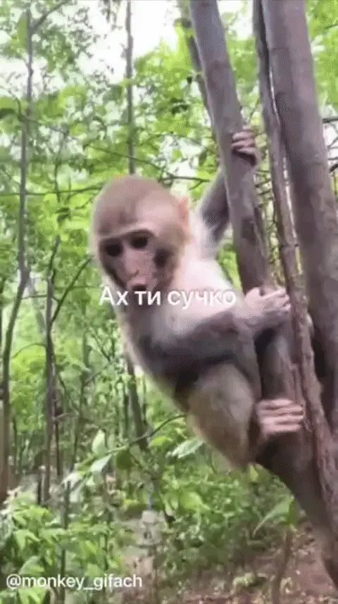 Ах ты сучко: обезьяна и еда