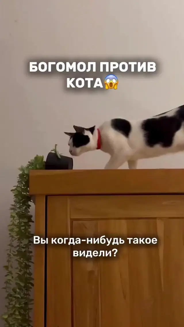 Богомол против кота: эпичная битва