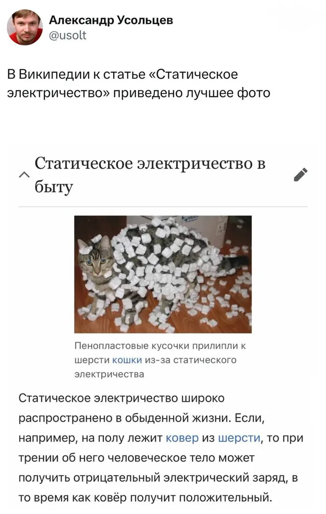 Кот в пенопласте из Википедии