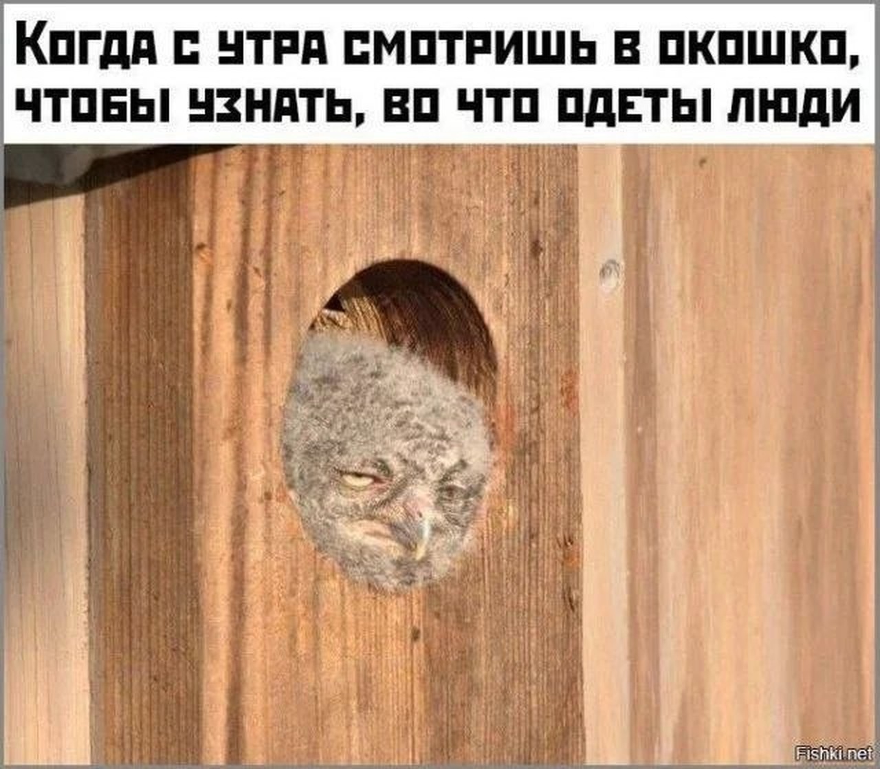 Утренний мониторинг погоды по прохожим