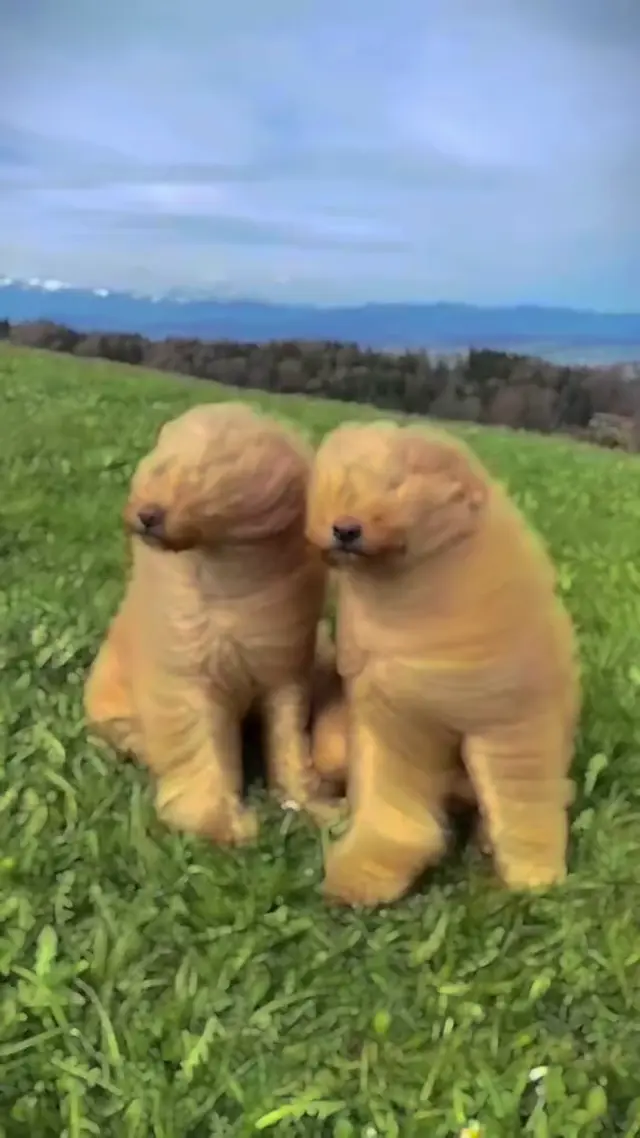 Две собаки на ветру под песню You've Got a Friend in Me