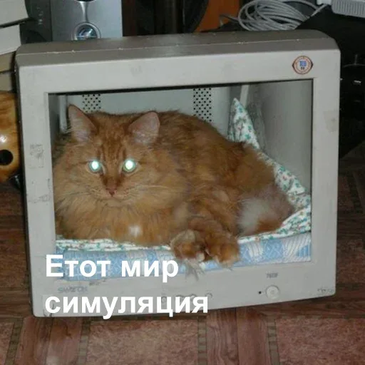 Кот неподвижно лежит в корпусе монитора, занимая всё пространство экрана. — рыжий кот