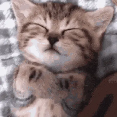 Спящий милый котенок лапками кверху
