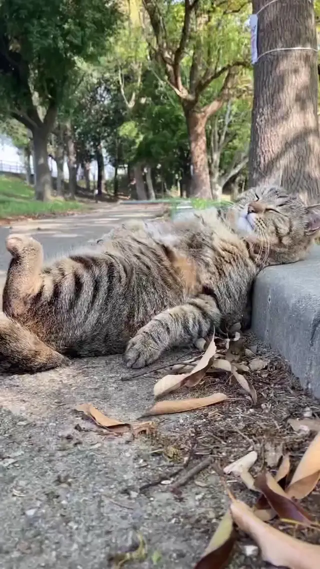 Кот неподвижно лежит на спине, не меняя позы, полностью расслаблен — полосатый кот