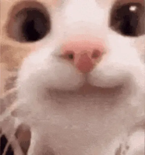 Вежливый кот натянуто улыбается