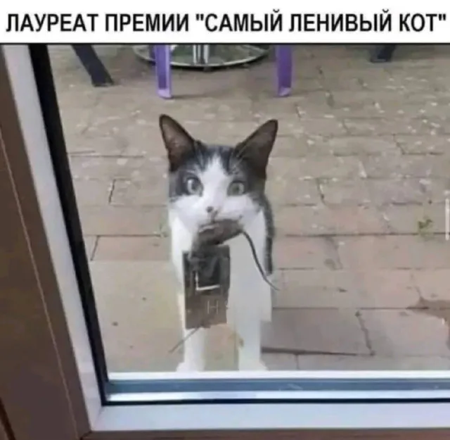 Кот стоит перед дверью, удерживая мышеловку с мышью, не пытаясь её съесть или избавиться от неё. — черно-белый кот