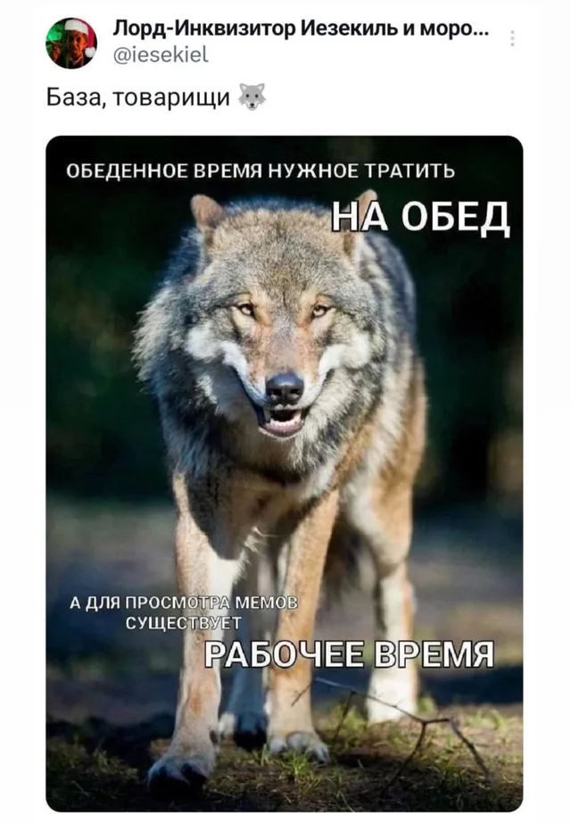 Статичное изображение волка, используемое как шаблон для ироничного утверждения. — Енот Ракета