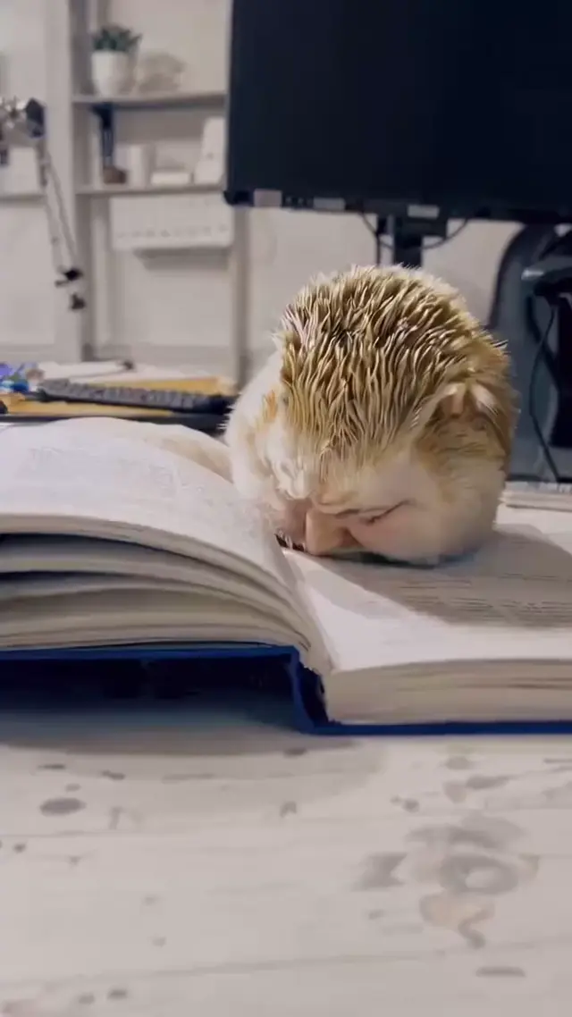 Ёж с человеческим лицом читает книгу