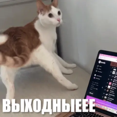 Кот танцует под музыку в выходные