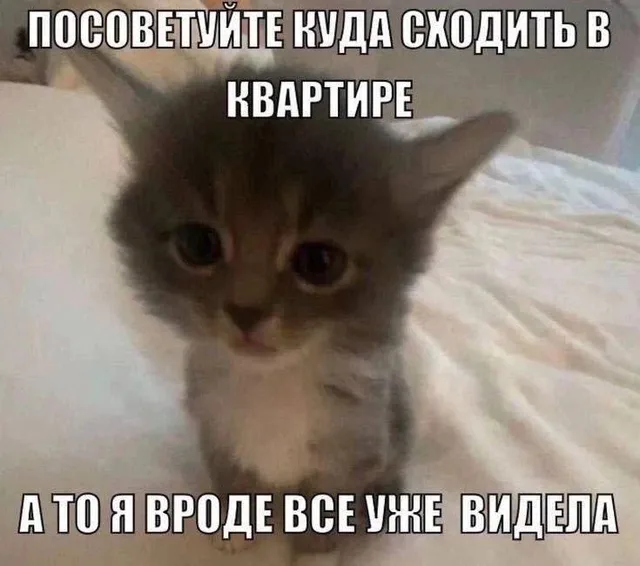 Посоветуйте куда сходить в квартире