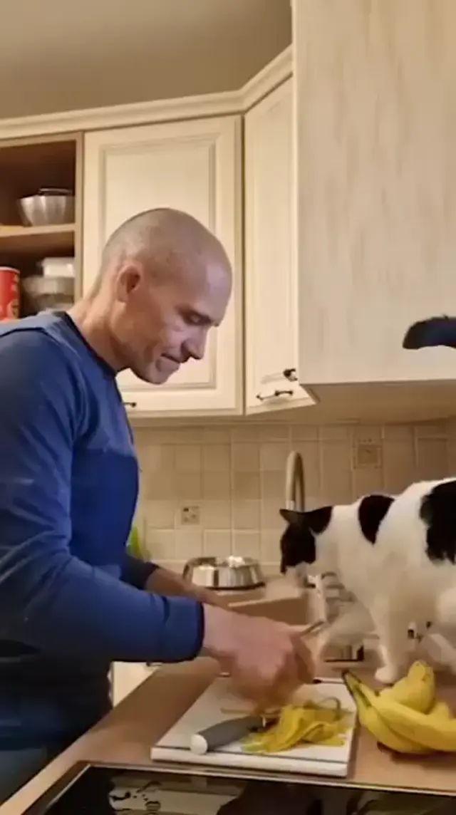 Кот требует внимания и обнимашек