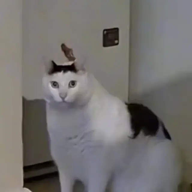 Недоумевающий кот говорит Ха?