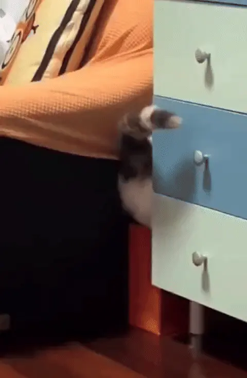Кот застрял и паникует