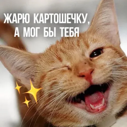 Статичное изображение кота с наложенным текстом и графическими элементами. — рыжий кот