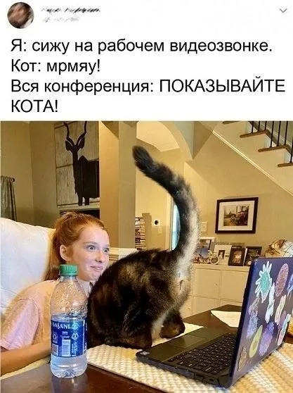 Кот залез на ноутбук во время видеозвонка и повернулся к камере задом, перекрыв обзор, пока хозяйка пытается сохранить невозмутимость. — дев